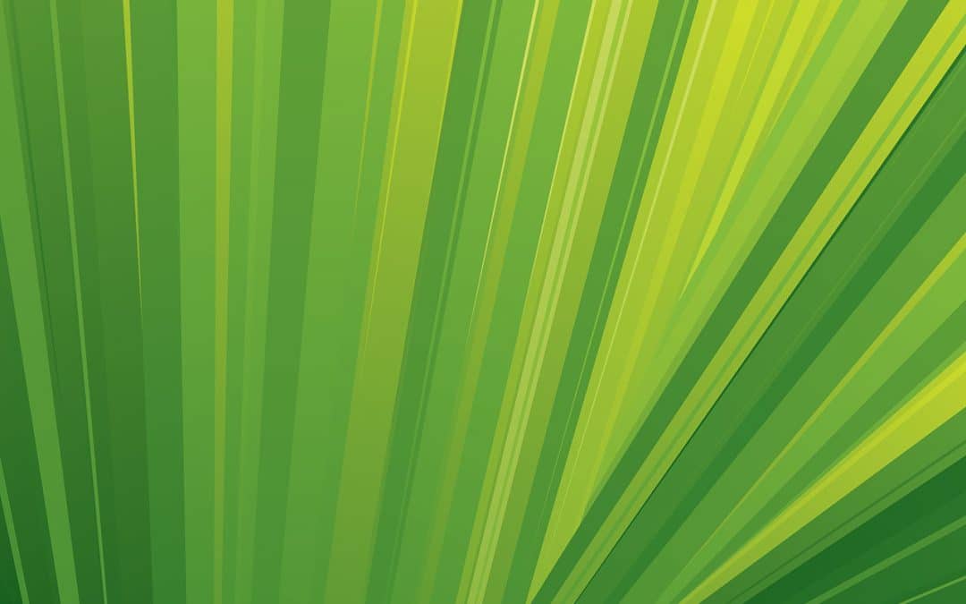 Stomatal Regulation & Leaf Recovery After Drought Stress