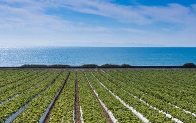 Strawberries… Total Plant Effects!