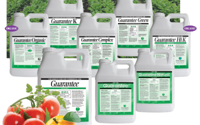 Hail Damage Recovery