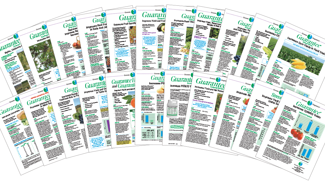 More Blueberries! Bigger Blueberries!