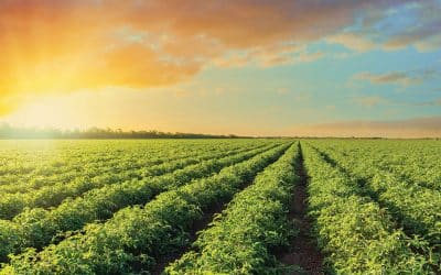 How Can I Learn About Practical and Proven Plant Stress Management?