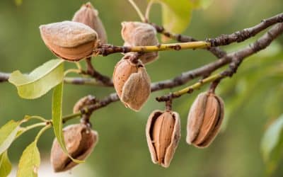 Ascophyllum nodosum from Ocean Organics Provides Superior Stress Relief!