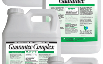 From Replant to Production During Heat and Drought Stress