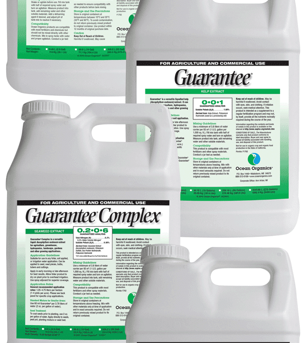 From Replant to Production During Heat and Drought Stress