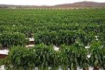 Micronutrient Uptake Increase