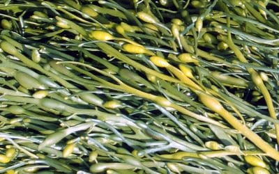 Ascophyllum nodosum Evolved to Survive Over Time