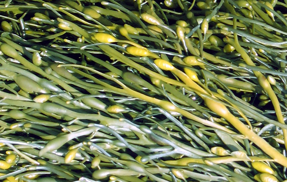 Ascophyllum nodosum Evolved to Survive Over Time