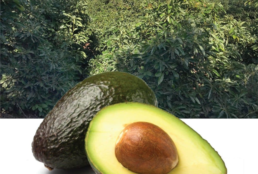 More and Bigger Avocados!