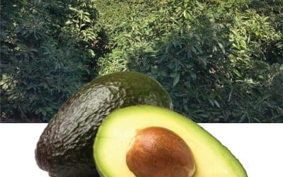 Wildfire Recovery: Avocado and Citrus