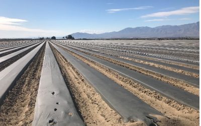 Improve Drought Stresses with Guarantee Seaweed Extracts