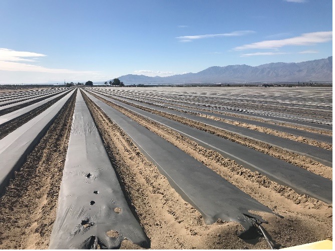 Improve Drought Stresses with Guarantee Seaweed Extracts