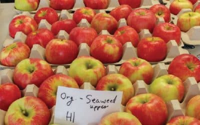 Honeycrisp Apples – The More Uniform the High Color, the Higher the Demand!