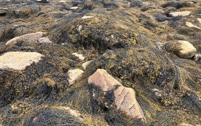 Welcome to Maine’s seacoast… Visit the ocean with us