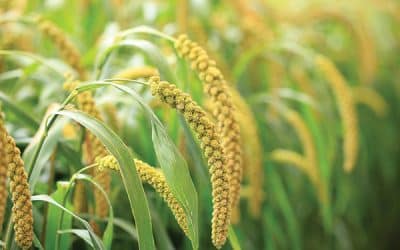 Stress Rx Ag Rescues Crop Under Severe Drought