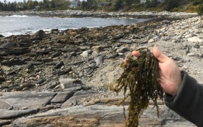 Increased Micronutrient Levels: Another Ocean Organics “Sweet Spot”?