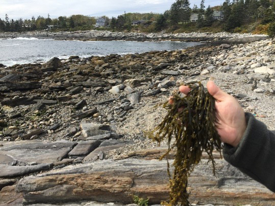 Abiotic Stress in Crops – Stress Resilience is Found in Seaweed