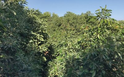 Guarantee Hi K 0-0-6 Increases Avocado Yield and Size!
