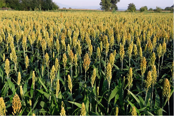 Resilience to Abiotic Stress – Dryland Millet Crop Saved