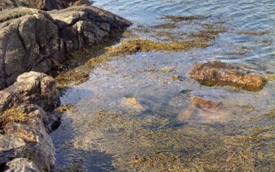 Ascophyllum nodosum: 400,000 Tons Destroyed Each Year