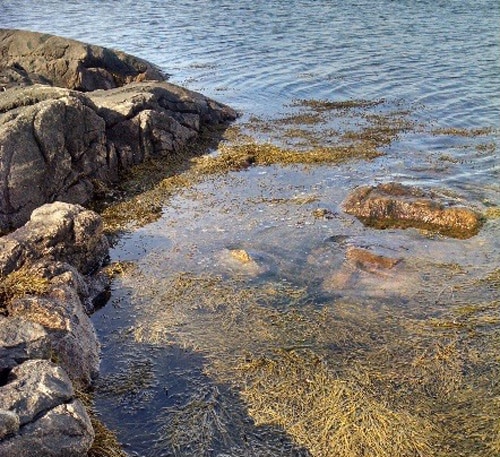 Extreme Resilience to Abiotic Stress