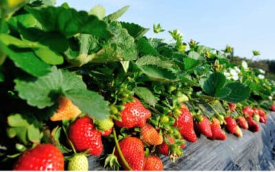 Strawberry Transplants