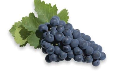 Improve Yield and Quality of Table Grapes!