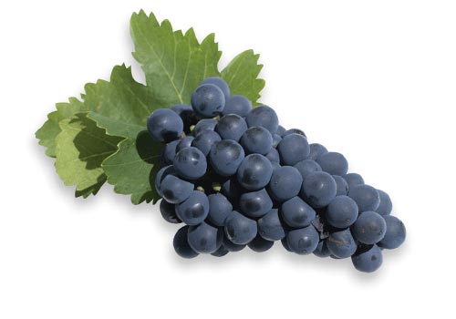 Improve Yield and Quality of Table Grapes!