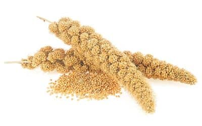 Ocean Organics Rescues Crop Under Severe Drought Dry Land Millet: Nebraska