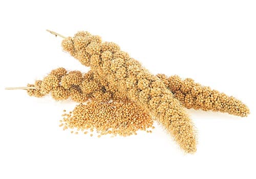 Ocean Organics Rescues Crop Under Severe Drought Dry Land Millet: Nebraska
