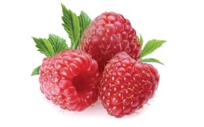 Raspberry Yields – More Berries Overall, More Berries Per Cane. Yield 10% Higher