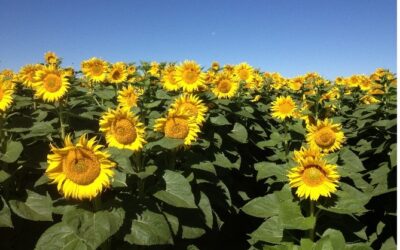 Stewardship and Sustainability – Shared Values on the Farm