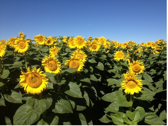 Stewardship and Sustainability – Shared Values on the Farm