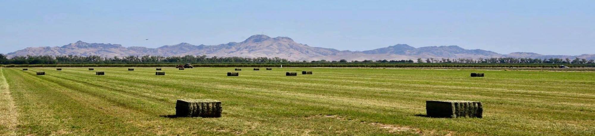 Alfalfa bales in harvested field
