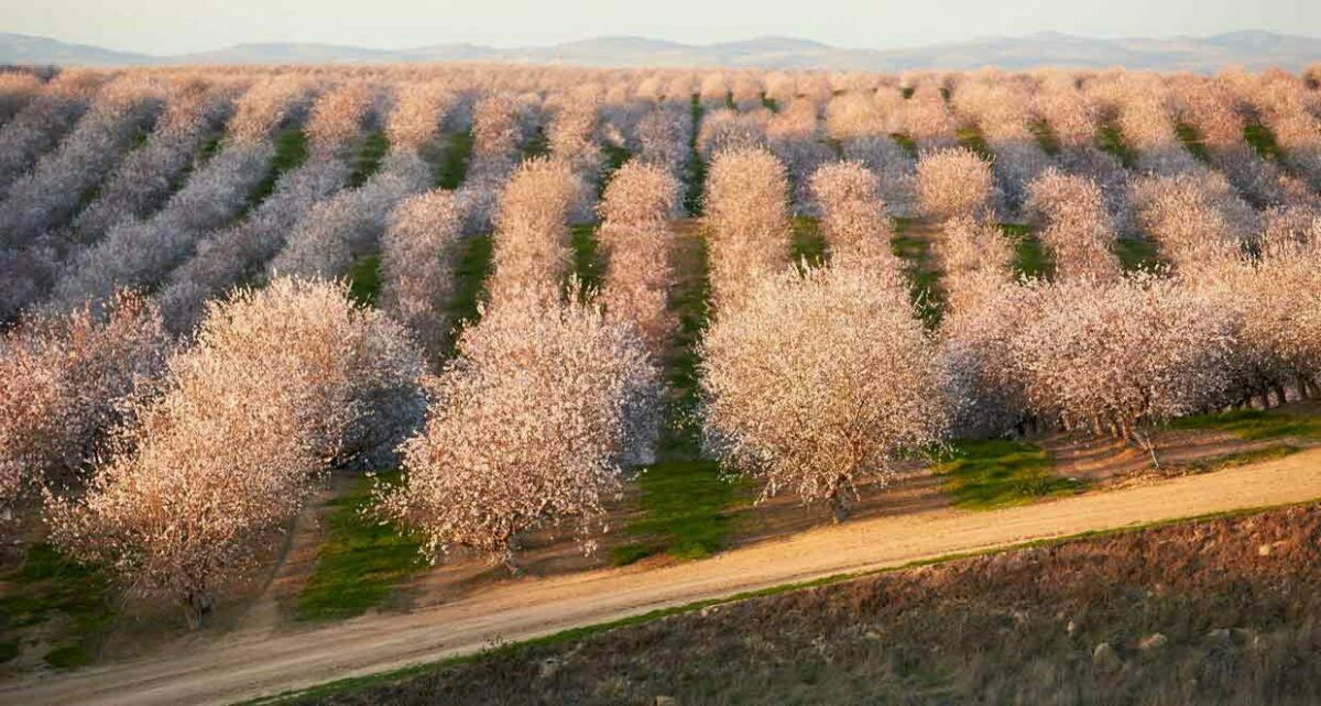 Almond Orchard