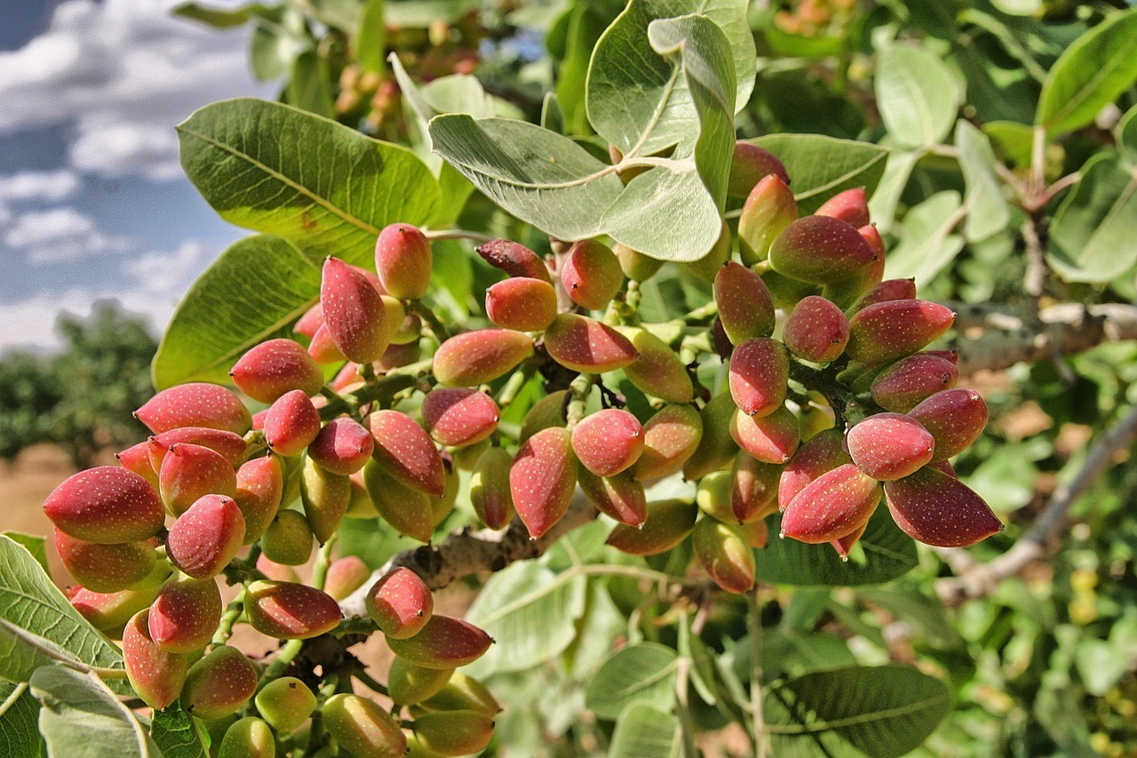 PistachioTree