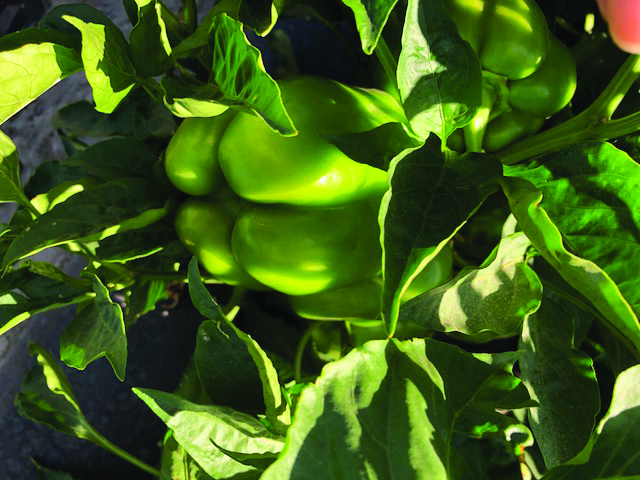 Profits to be Had – Bell Peppers!