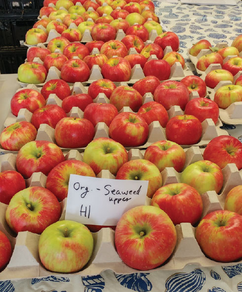 Honeycrisp Apples – The More Uniform the High Color, the Higher the Demand!