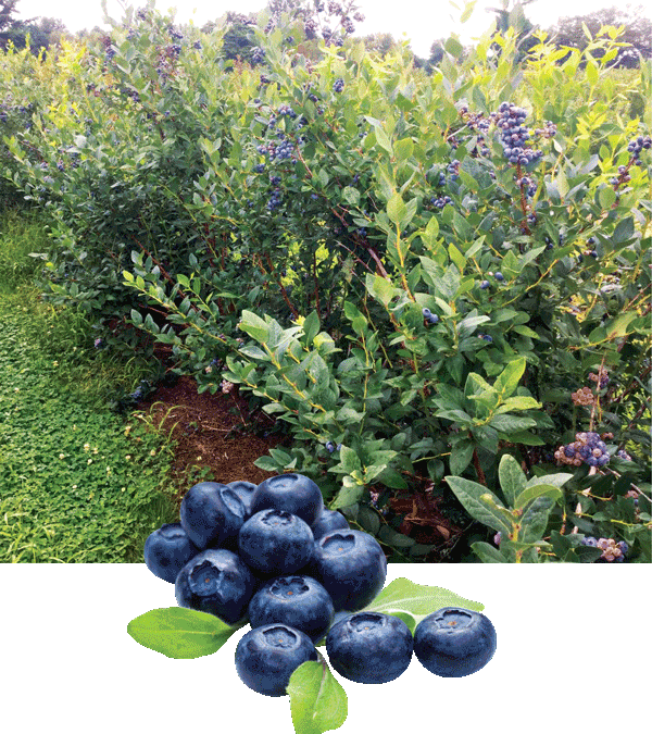 More Blueberries! Bigger Blueberries!