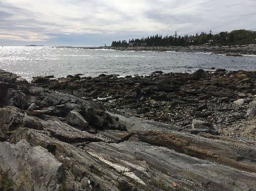 THE SCIENCE OF STRESS TOLERANCE: One Million Tons of Ascophyllum nodosum Grow on the Coast of Maine