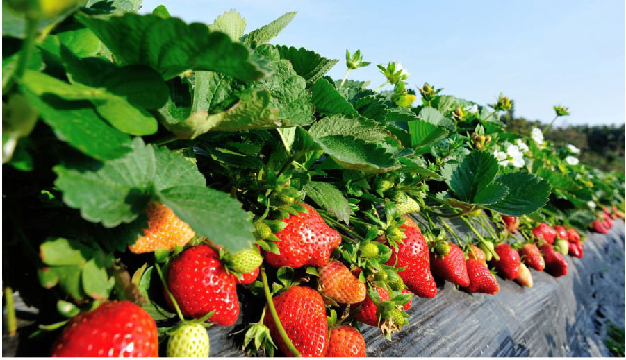 Strawberry Transplants