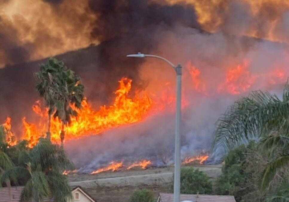 Wildfire Recovery: Avocado and Citrus