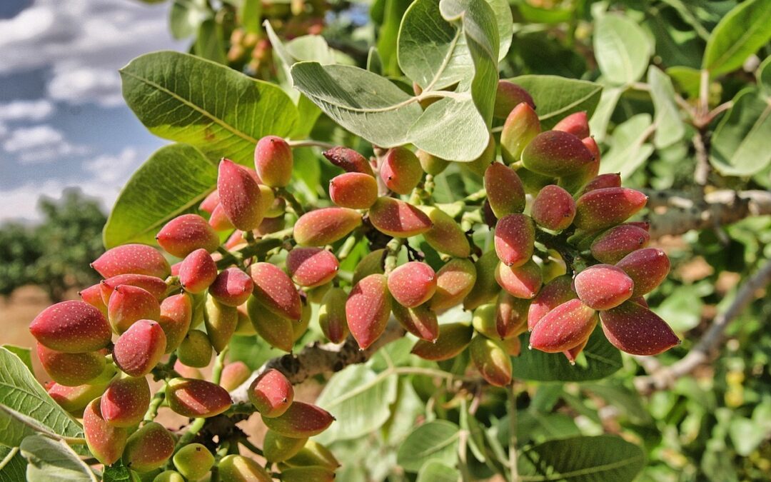 Alternate bearing crops